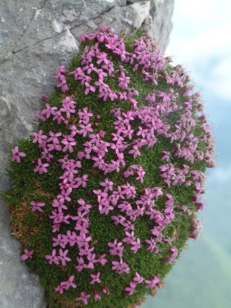 Silene acaulis / Silene acaule, S. a cuscinetto